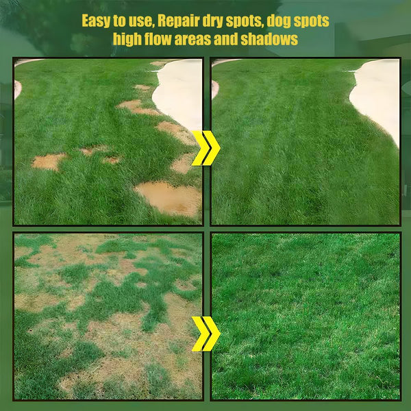 7 Days Germination🌱 Evergreen dwarf grass seed for four seasons