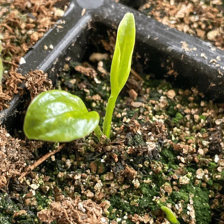 How do you breed? 🌱