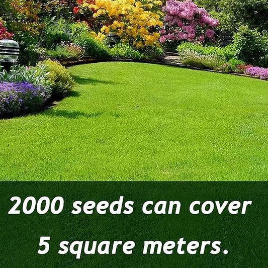 7 Days Germination🌱 Evergreen dwarf grass seed for four seasons